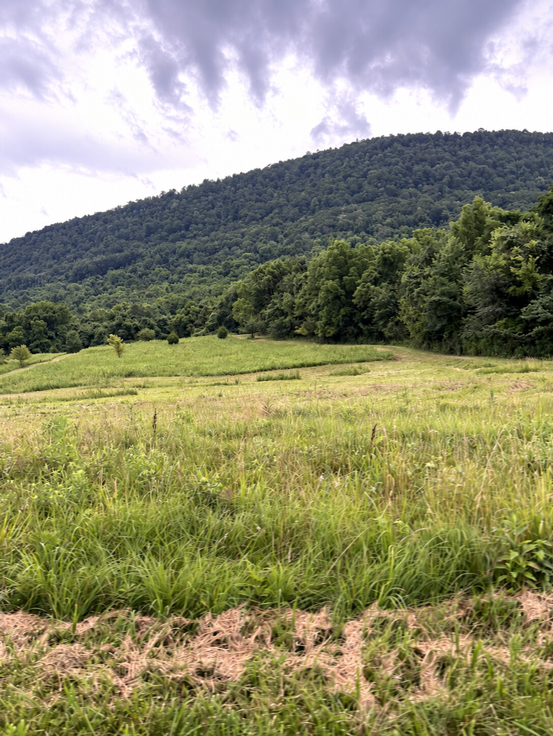 Green fields at the farm with the wooded mountain rising beyond them