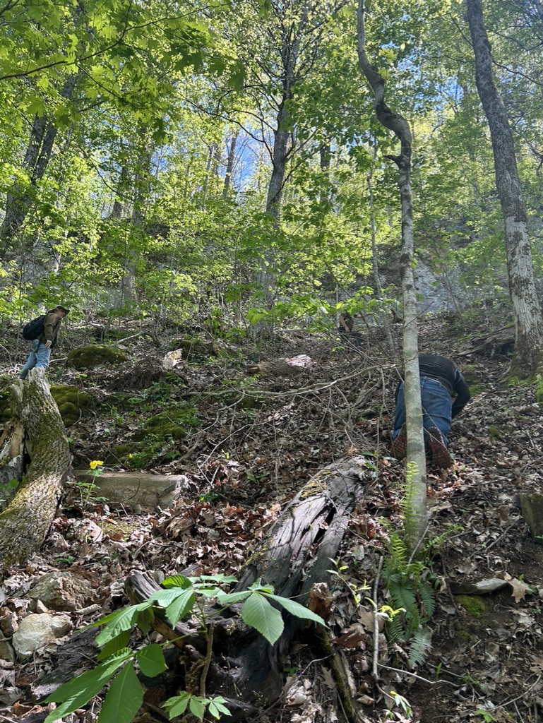 Walkers making their way up a wooded slope among rocks and trees