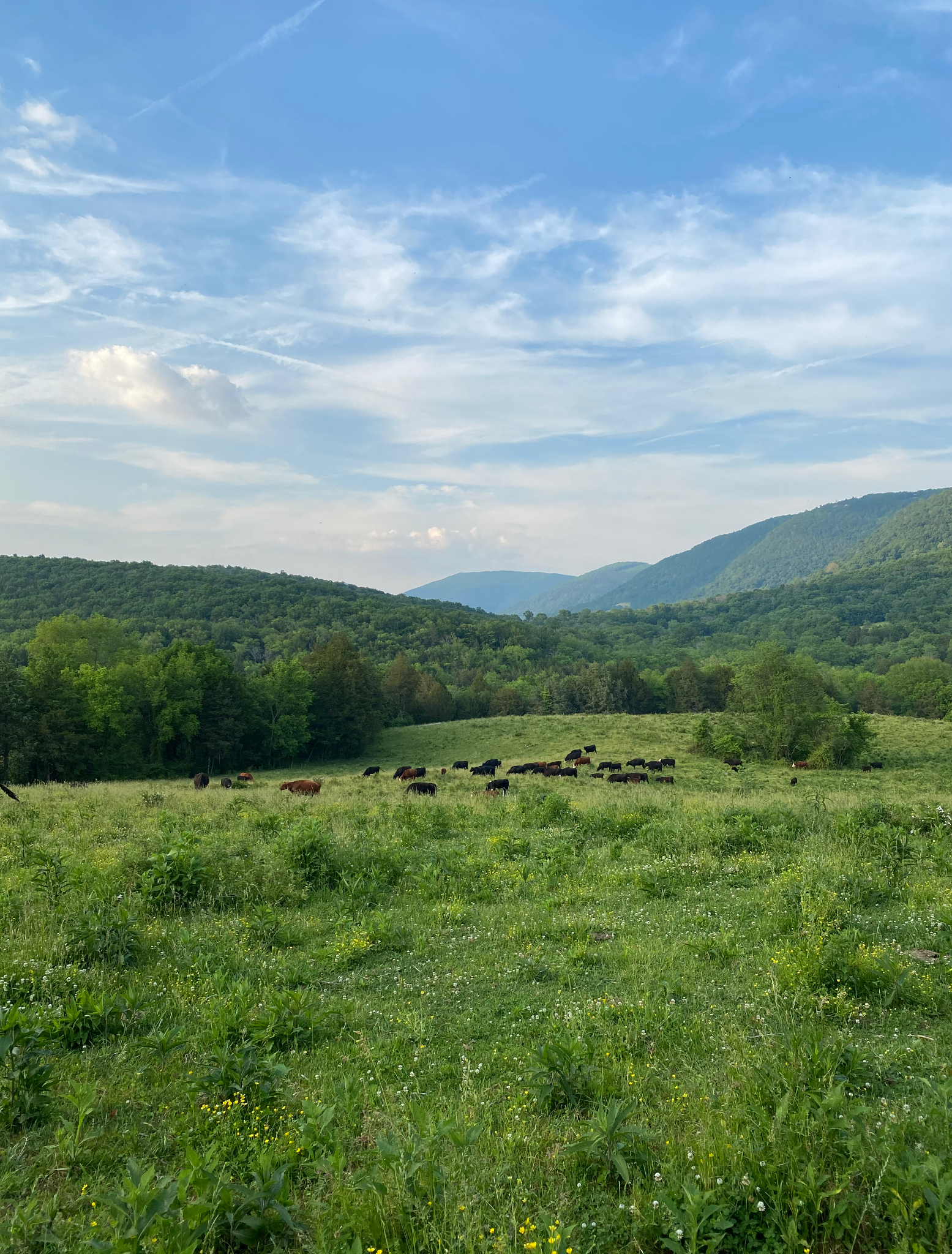 A herd of cattle grazing in green pasture beneath the wooded ridges
